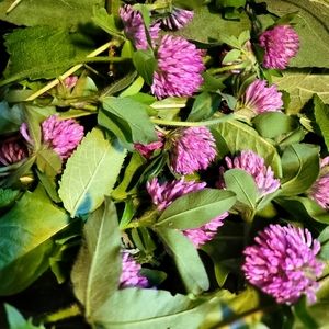 1oz dried red clover